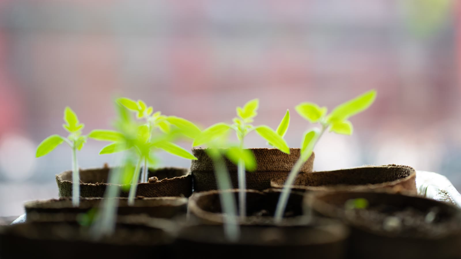 Tomatfrøplanter i tørvepotter under lys indendørs