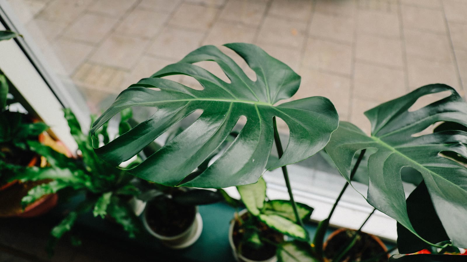 Monstera-planter i en vindueskarm