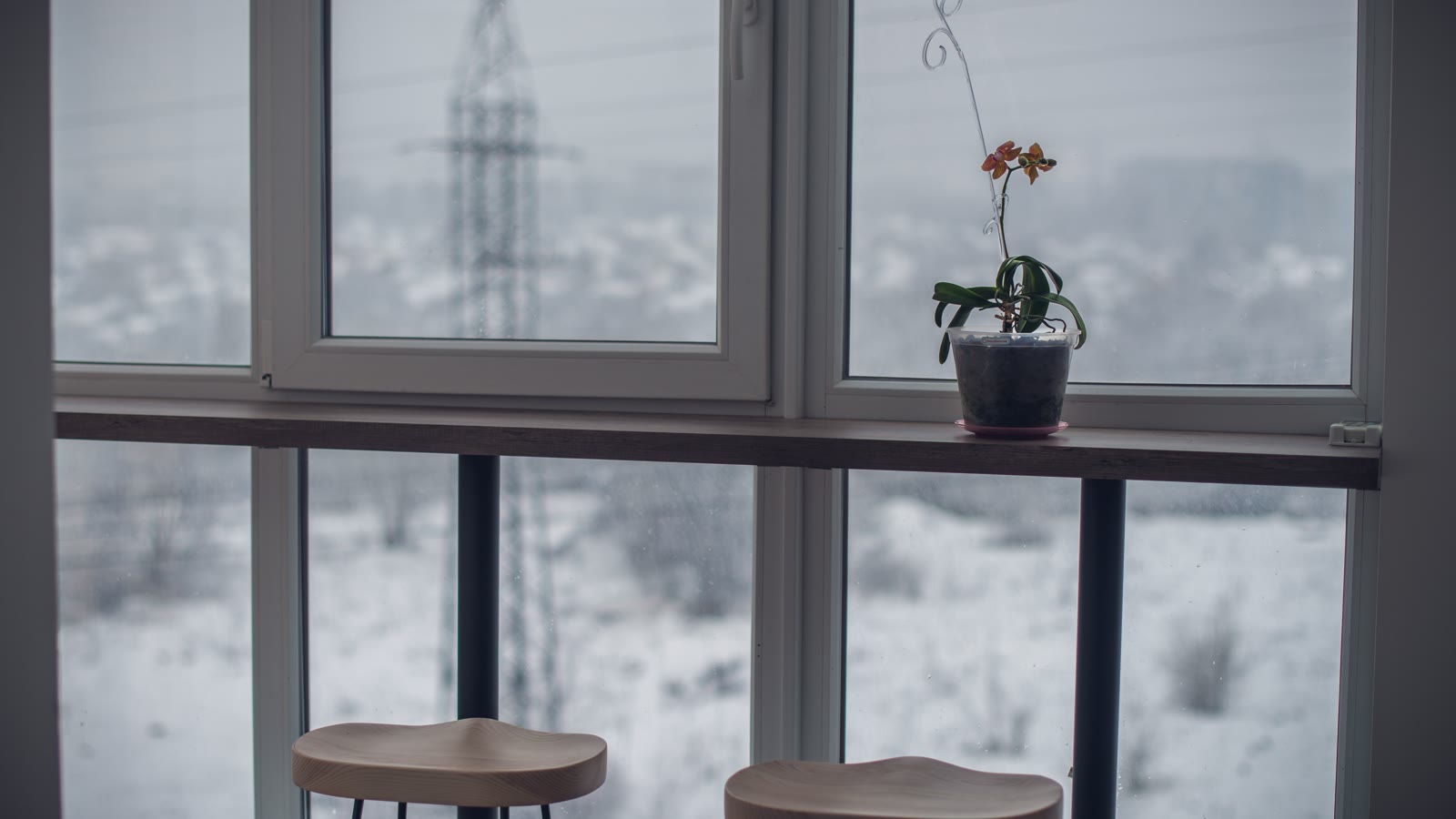 En stueplante i et vindue en vintermorgen med sne udenfor